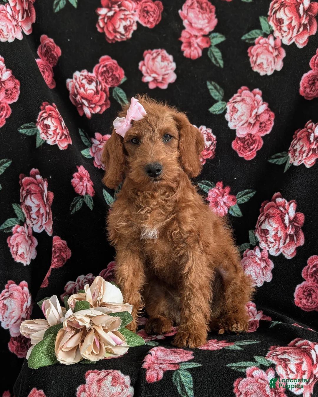 Miniature Labradoodle dogs for sale: Charlee Hypoallergenic - Ad 2