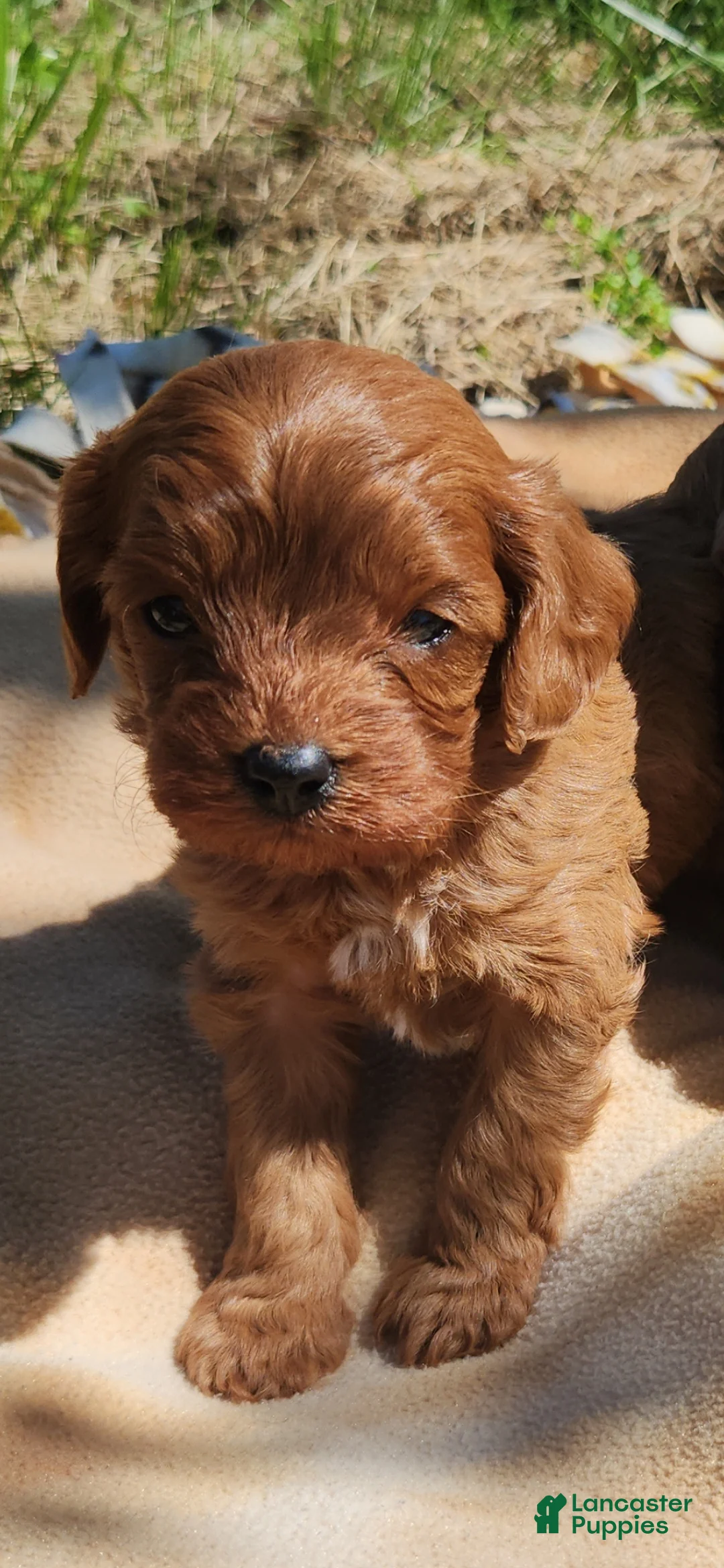 Cavapoo dogs for sale: Cavapoo Puppy 1 - Ad 1