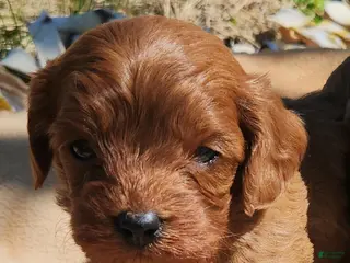 Cavapoo dogs Cavapoo Puppy 1 - Ad 18