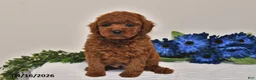 Miniature Poodle dogs for sale: Mickey - Ad 4
