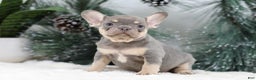 French Bulldog dogs for sale: Frieda - Ad 2