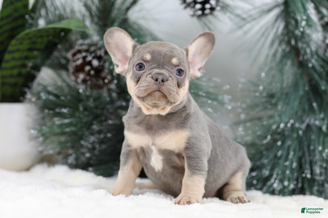 French Bulldog dogs for sale: Frieda - Ad 2