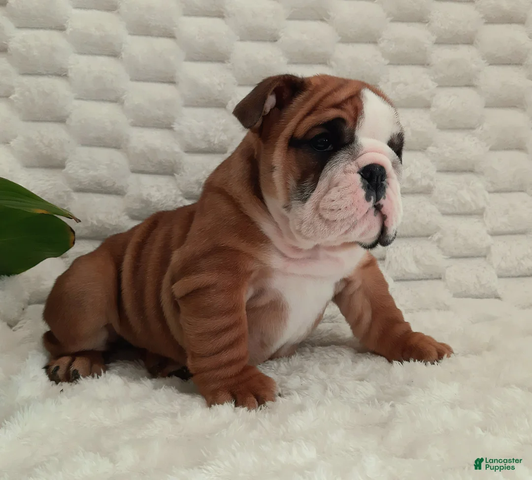English Bulldog dogs for sale: Dana - Ad 9