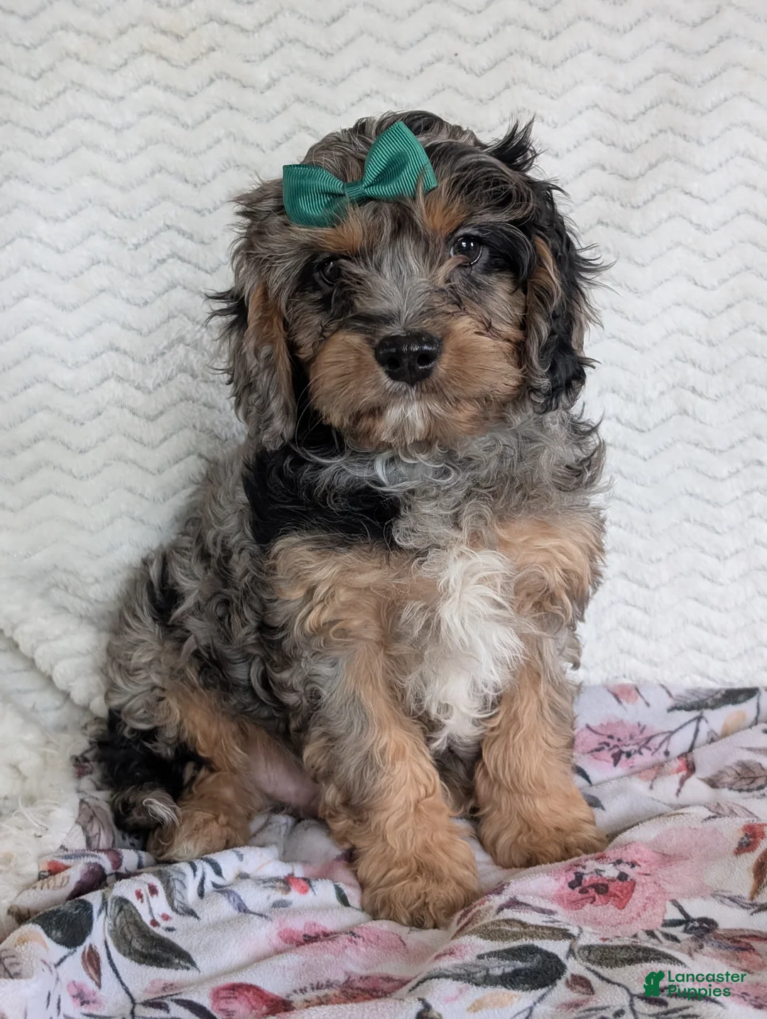 Cavapoo dogs for sale: Bluey - Ad 16
