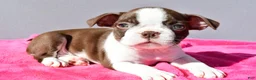 Boston Terrier dogs for sale: Tiffany - Ad 5