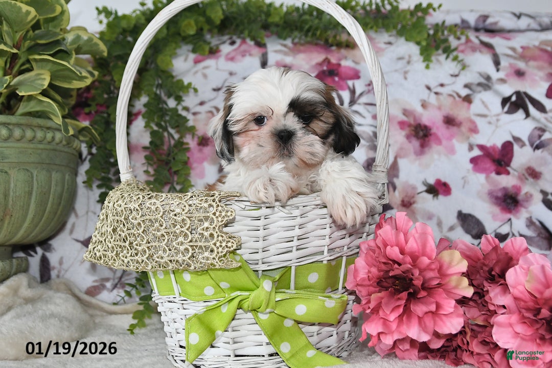 Shih Tzu dogs for sale: Dean - Ad 1