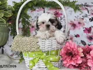 Shih Tzu dogs Dean - Ad 14
