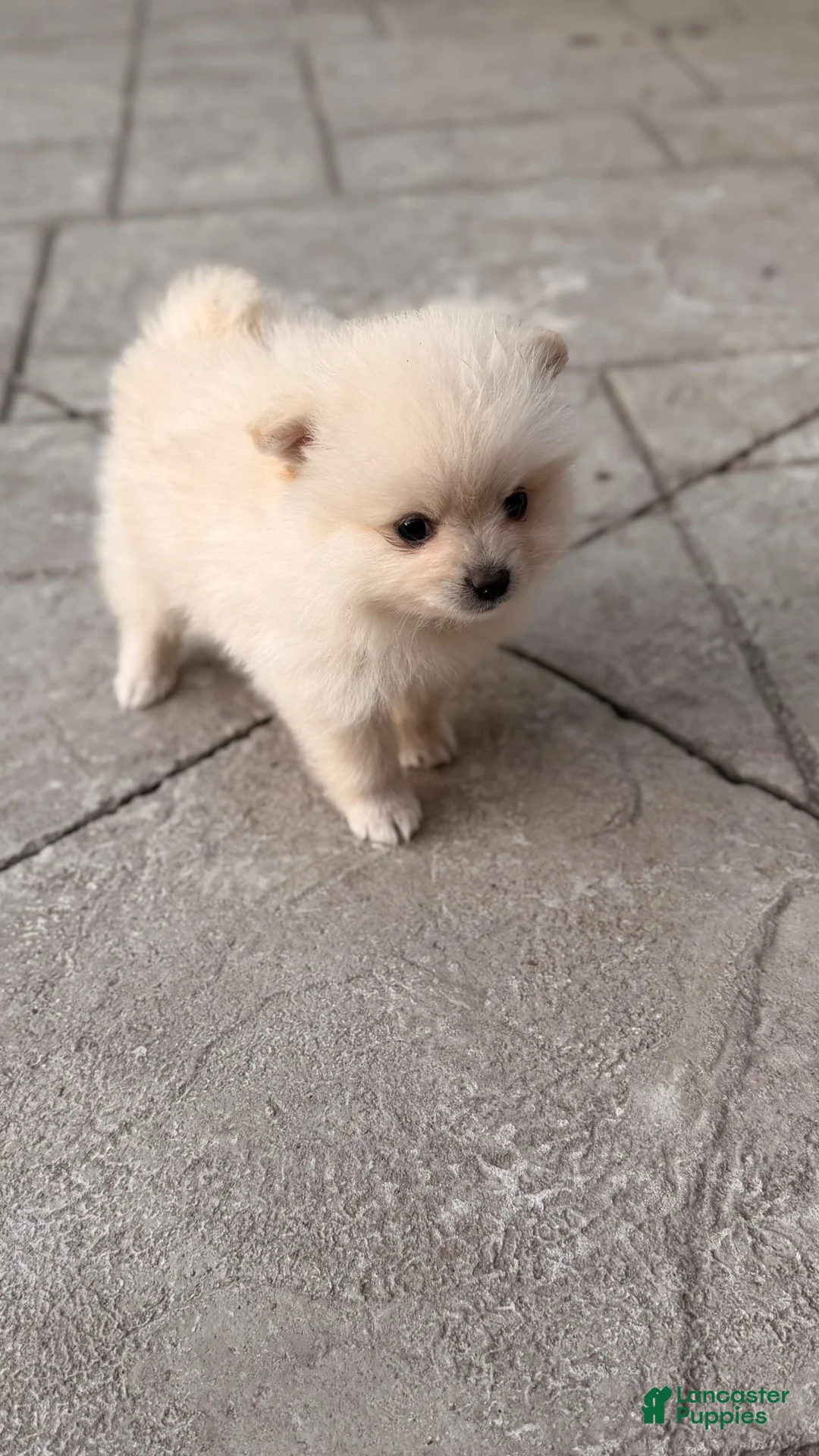 Pomeranian dogs for sale: Pomeranian 4 - Ad 2