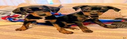 Mixed Breed dogs for sale: Ms. Jasmine - Ad 2