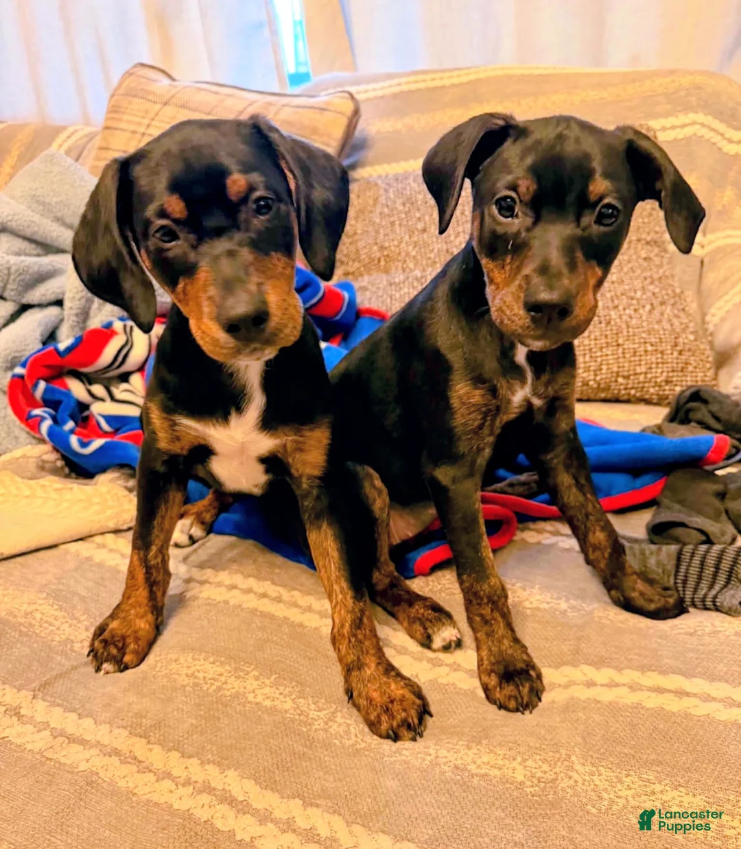Mixed Breed dogs for sale: Ms. Jasmine - Ad 2