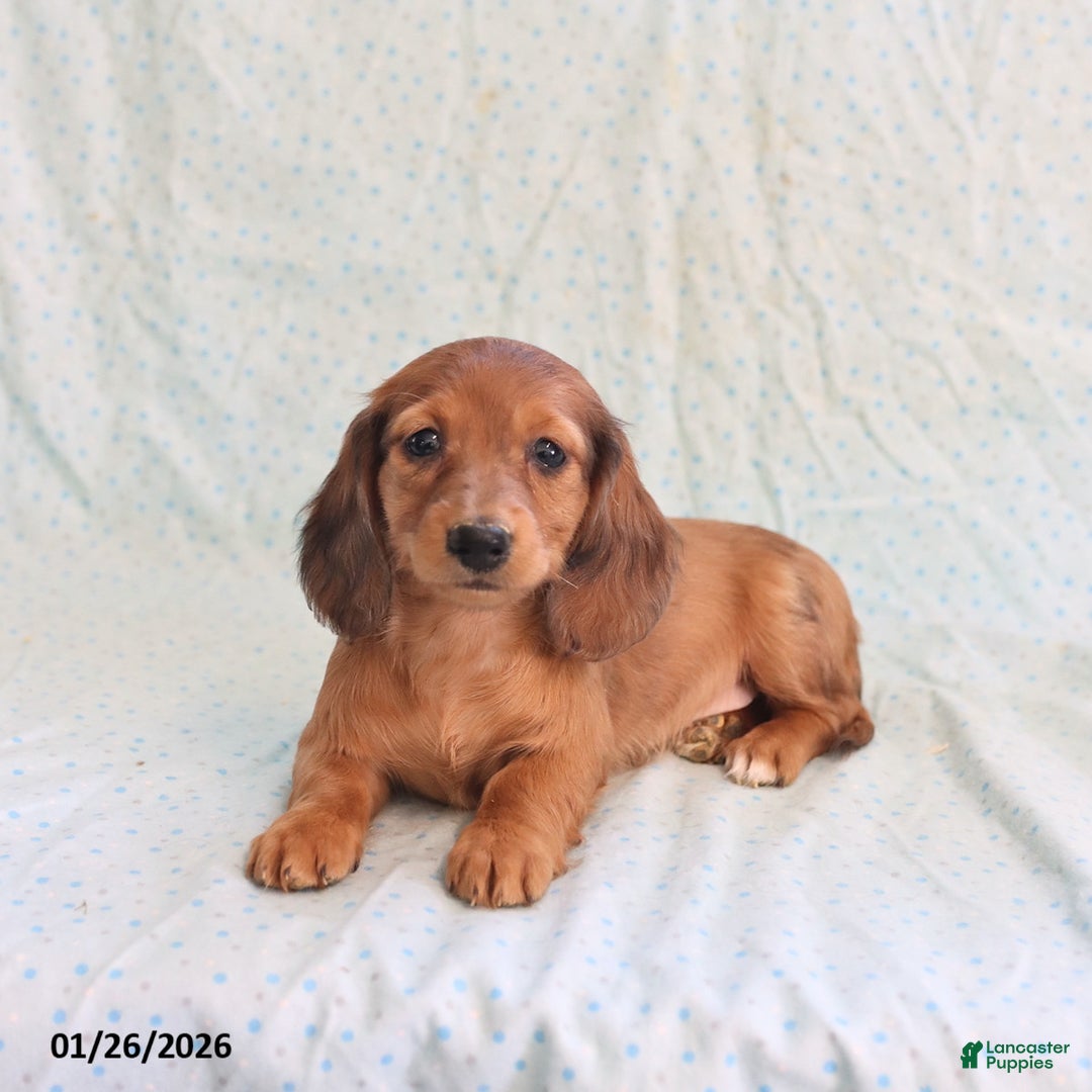 Miniature Dachshund dogs for sale: Jack   - Ad 2