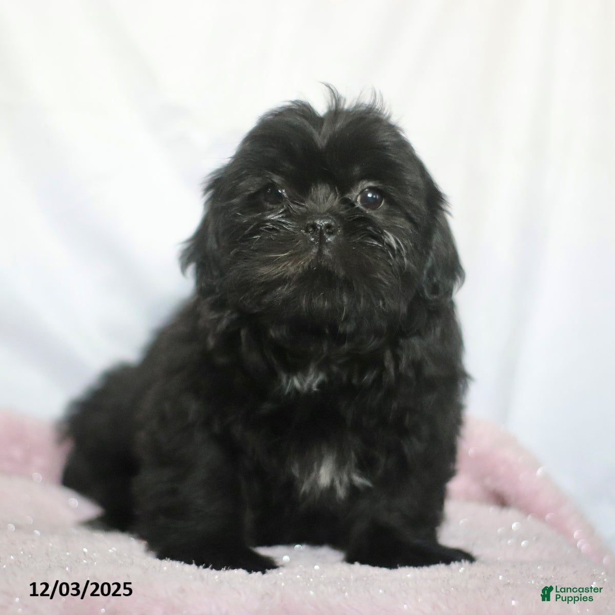 Shih Tzu dogs Kim  - Ad 24