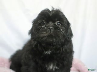 Shih Tzu dogs Kim - Ad 34