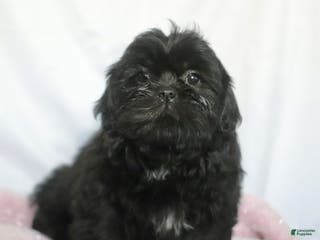Shih Tzu dogs Kim - Ad 19