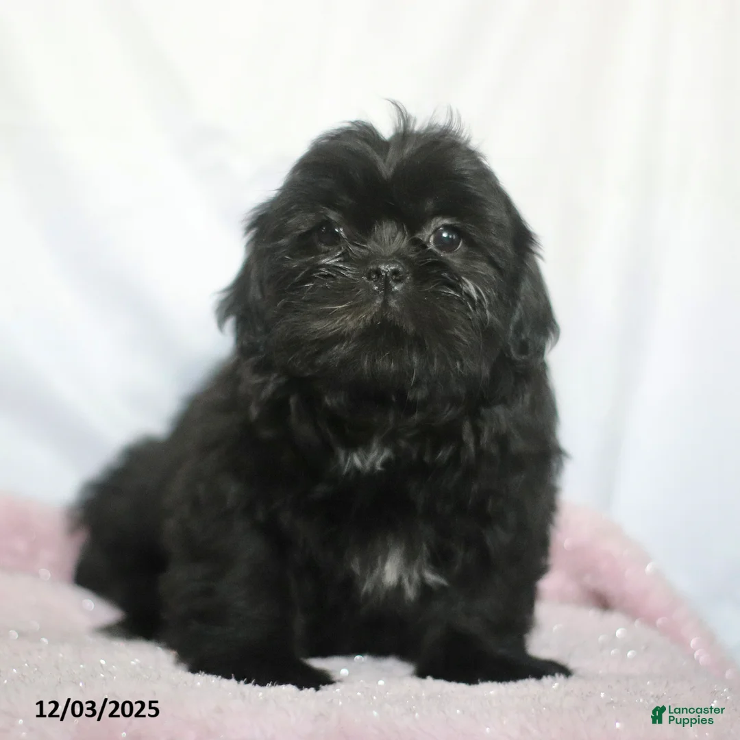 Shih Tzu dogs for sale: Kim  - Ad 1