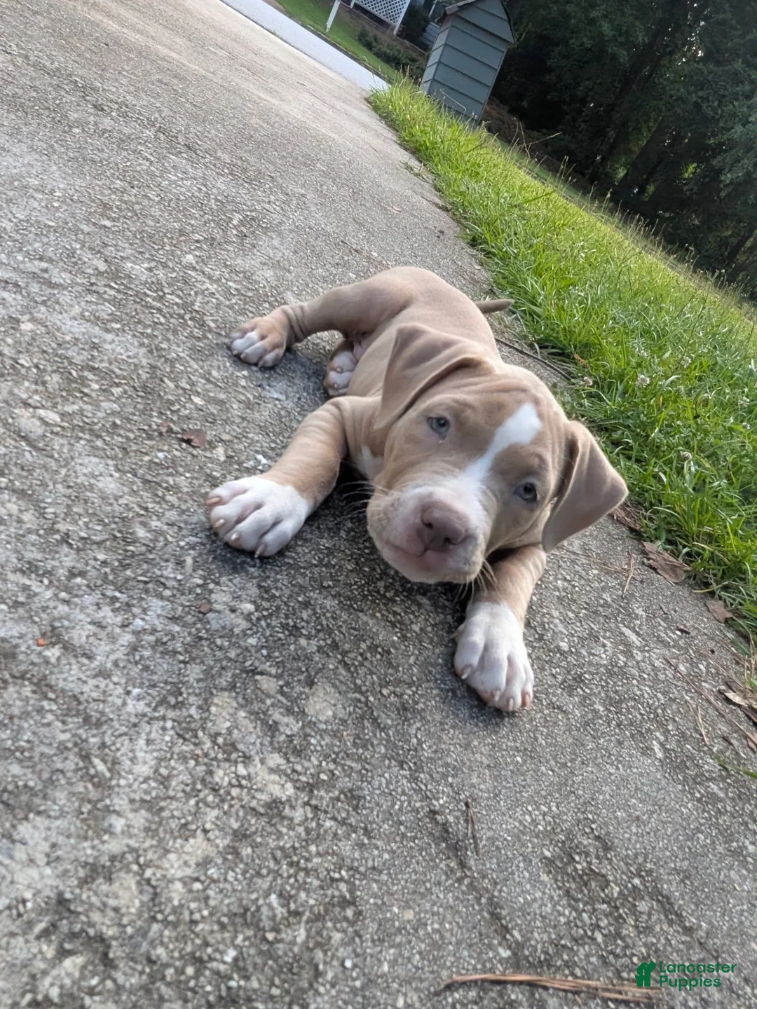 American Bully dogs for sale: King - Ad 1