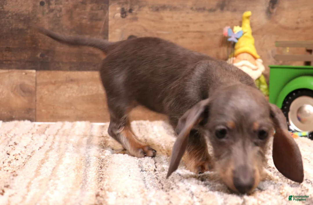 Miniature Dachshund dogs for sale: Sparrow blue/tan wirehair female - Ad 2