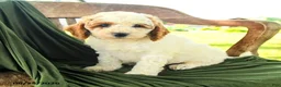 Goldendoodle dogs for sale: Brandy - Ad 4