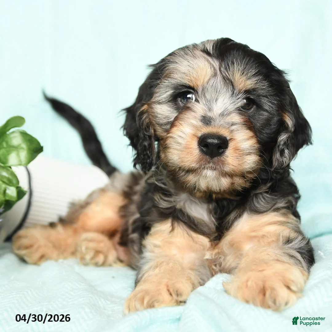 Cavapoo dogs for sale: Eliot - Ad 1
