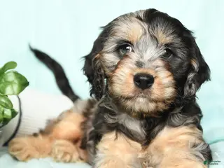 Cavapoo dogs for sale: Eliot - Ad 1