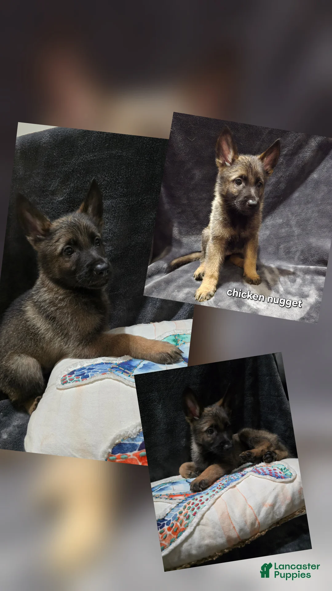 German Shepherd dogs for sale: Cicken Nugget - Ad 1