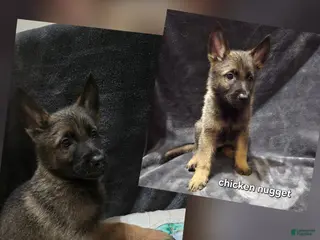German Shepherd dogs Cicken Nugget - Ad 40