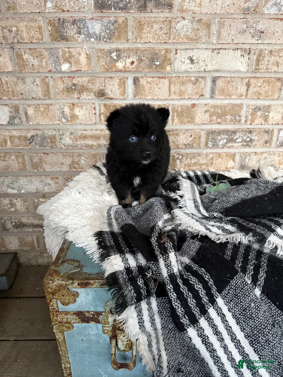 Pomsky dogs for sale: Kylie - Ad 5