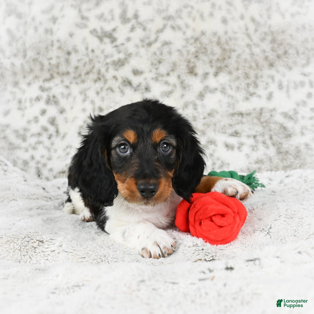 Miniature Dachshund dogs Charlie - Ad 8