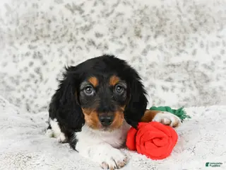 Miniature Dachshund dogs Charlie - Ad 18