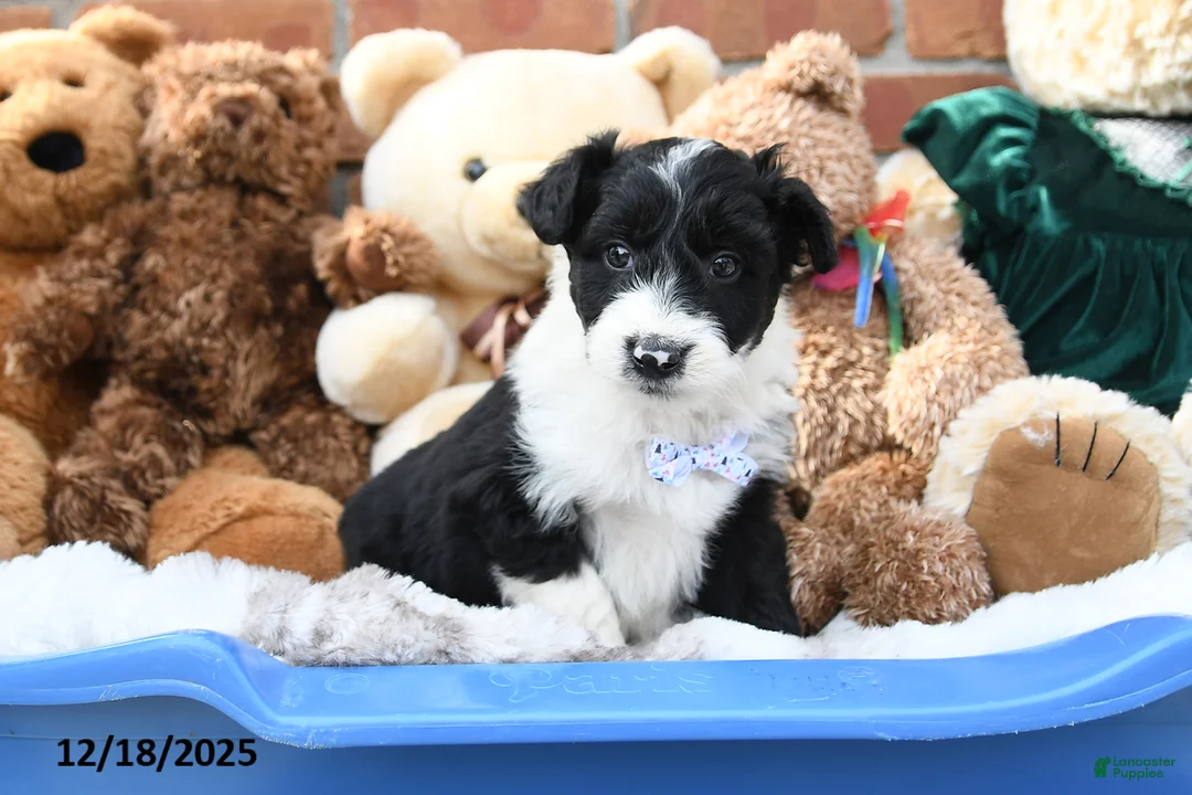 Aussiedoodle dogs for sale: Dally - Ad 7