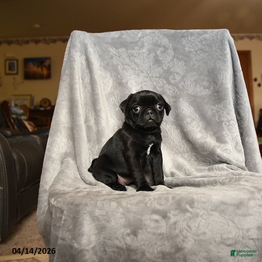 Pug dogs Sally - Ad 2