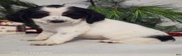 English Springer Spaniel dogs for sale: Marc - Ad 1
