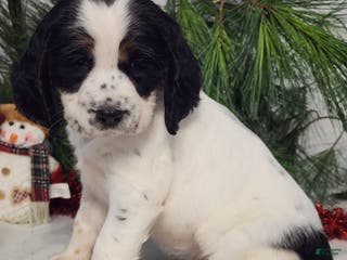 English Springer Spaniel dogs Marcy - Ad 24