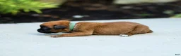 Boxer dogs for sale: Nora Boxer  - Ad 4