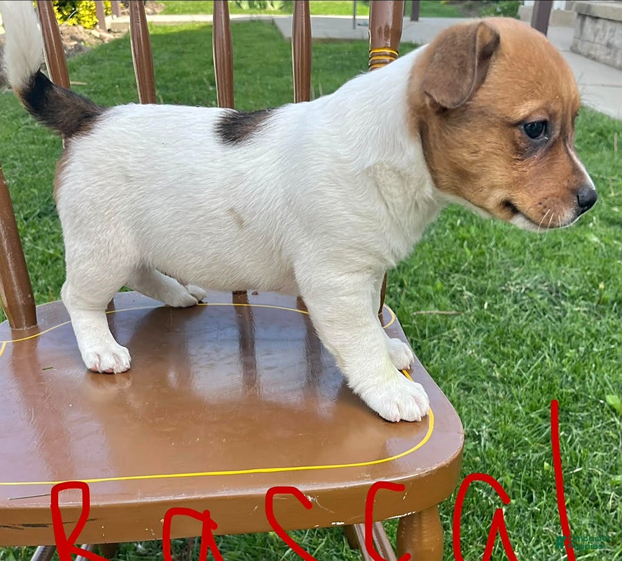 Jack Russell Terrier dogs Rascal - Ad 2
