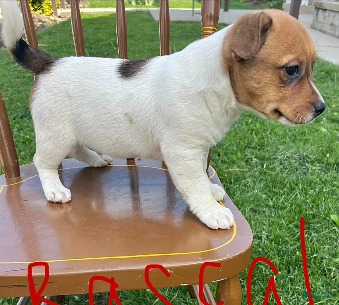 Jack Russell Terrier dogs for sale: Rascal - Ad 2