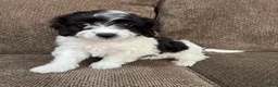 Havapoo dogs for sale: 1 Tony - Ad 3