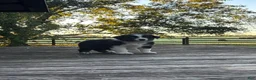 Australian Shepherd dogs for sale: Australian Shepherd 5 - Ad 2