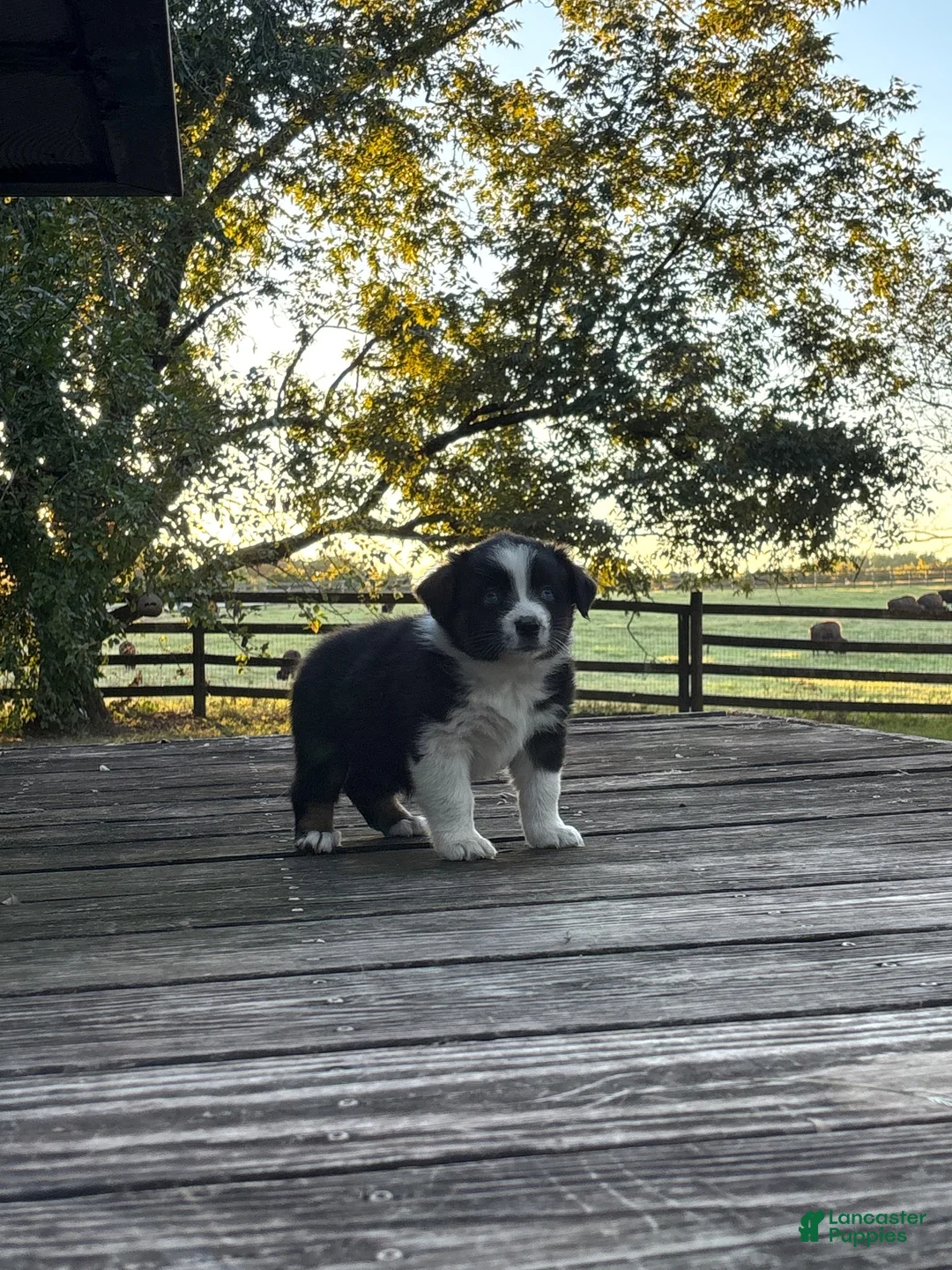 Australian Shepherd dogs for sale: Australian Shepherd 5 - Ad 2