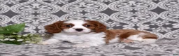 Cavalier King Charles Spaniel dogs for sale: Copper  - Ad 4
