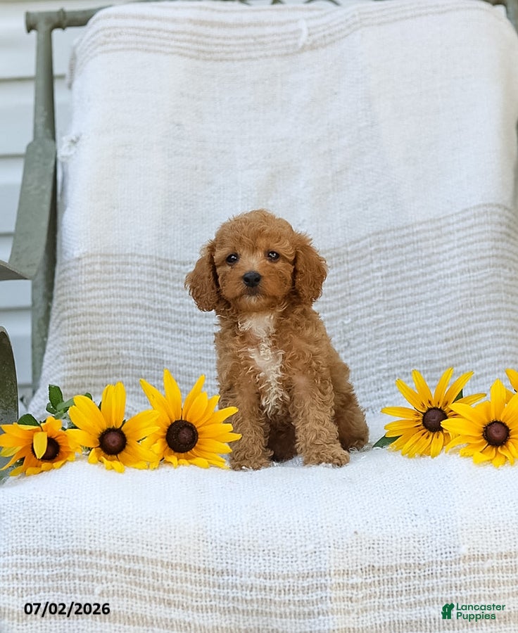 Cavapoo dogs Kraig - Ad 1