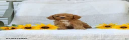 Cavapoo dogs for sale: Kraig - Ad 1
