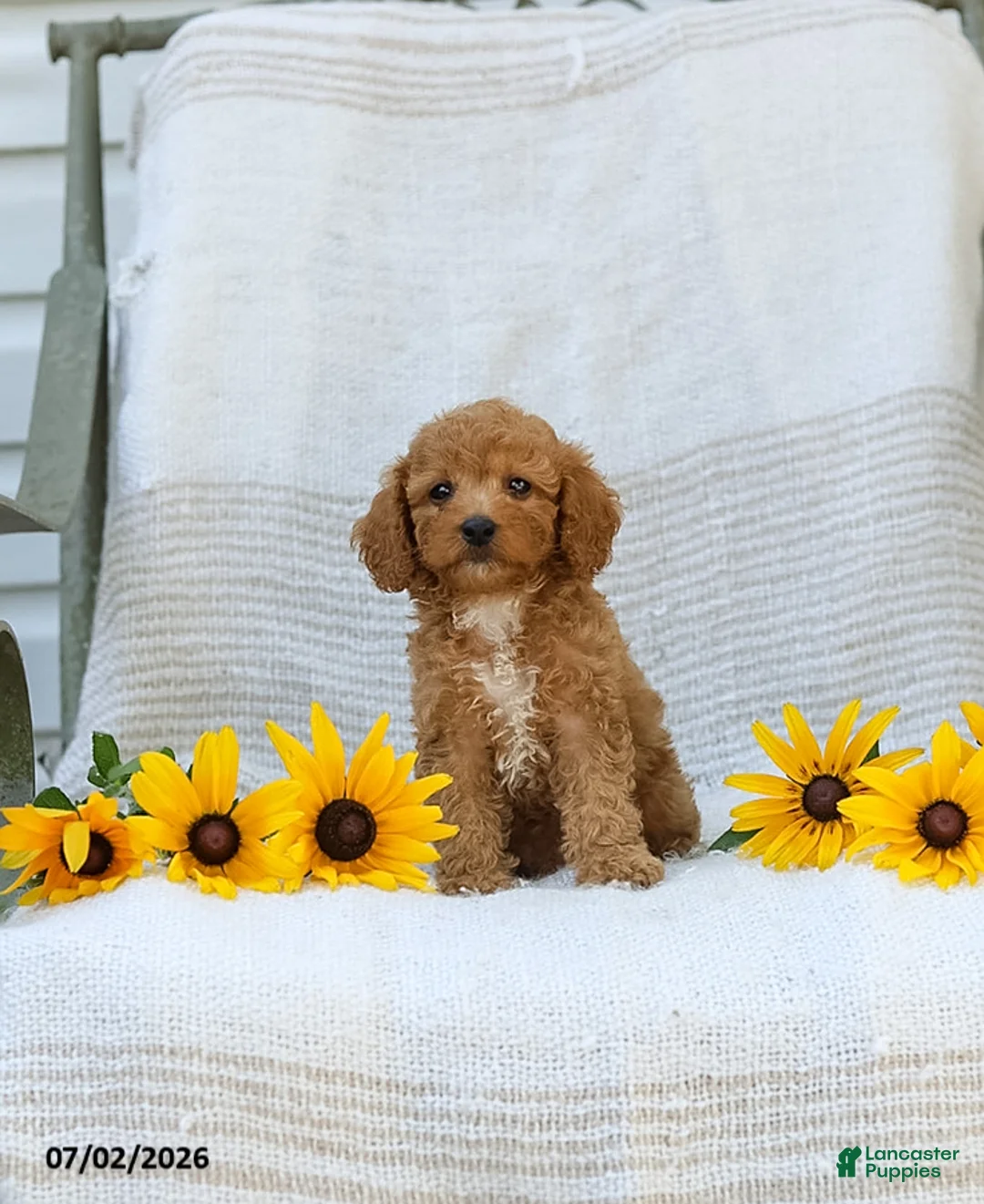 Cavapoo dogs for sale: Kraig - Ad 1