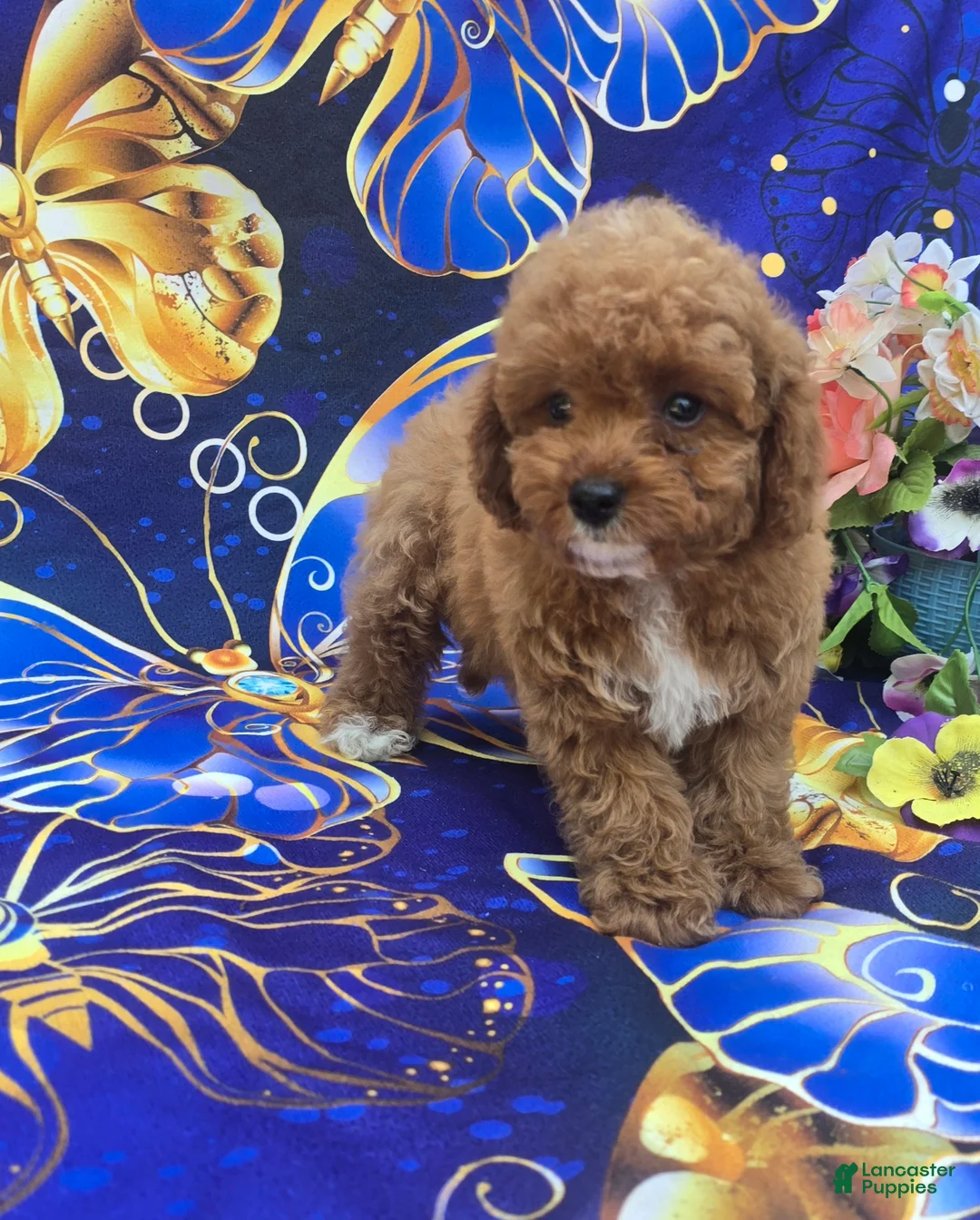 Cavapoo dogs for sale: Hibiscus  - Ad 2