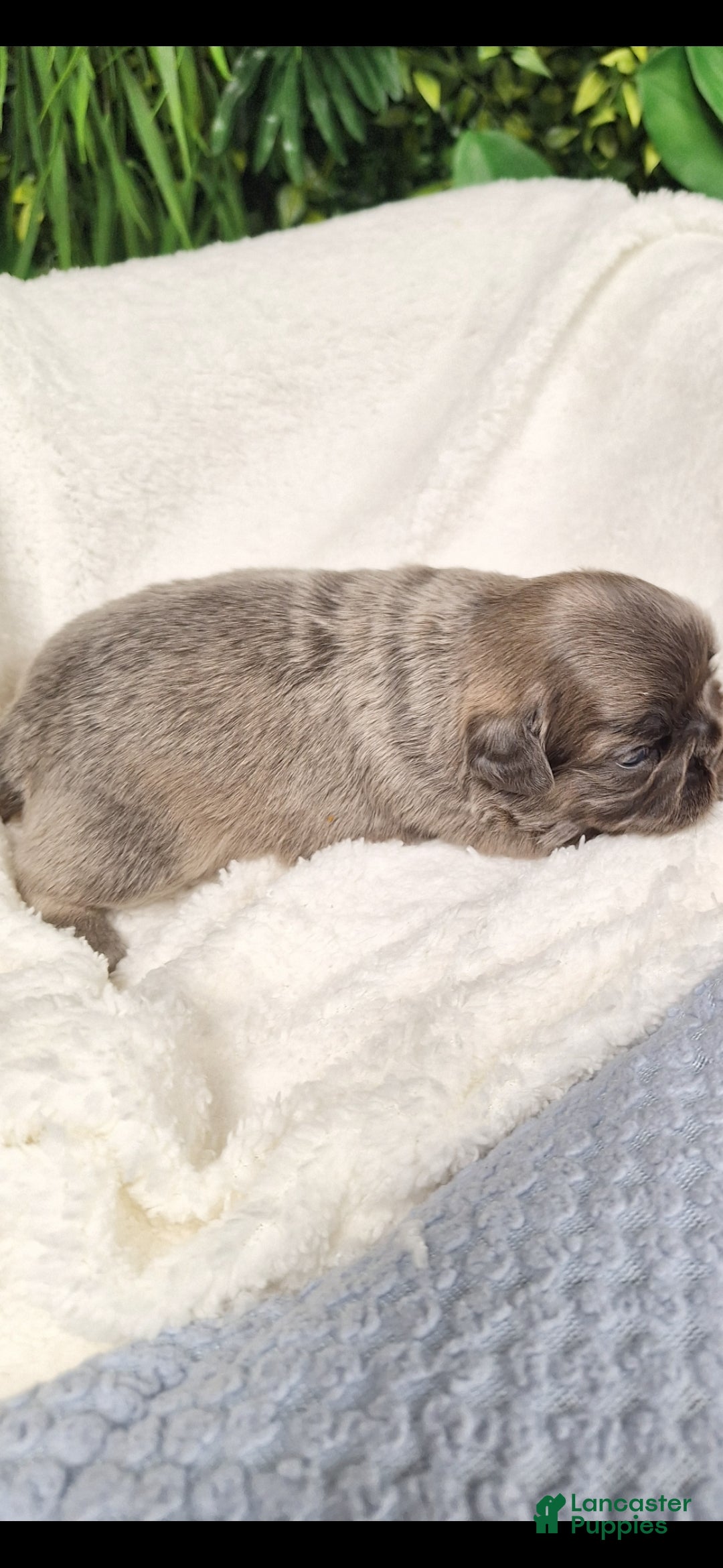 French Bulldog dogs for sale: Fade  - Ad 4