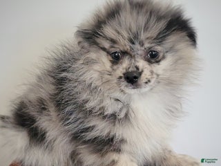 Pomeranian dogs Colden (Merle) - Ad 4