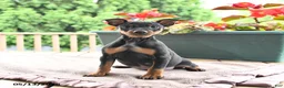 Miniature Pinscher dogs for sale: Flash - Ad 4