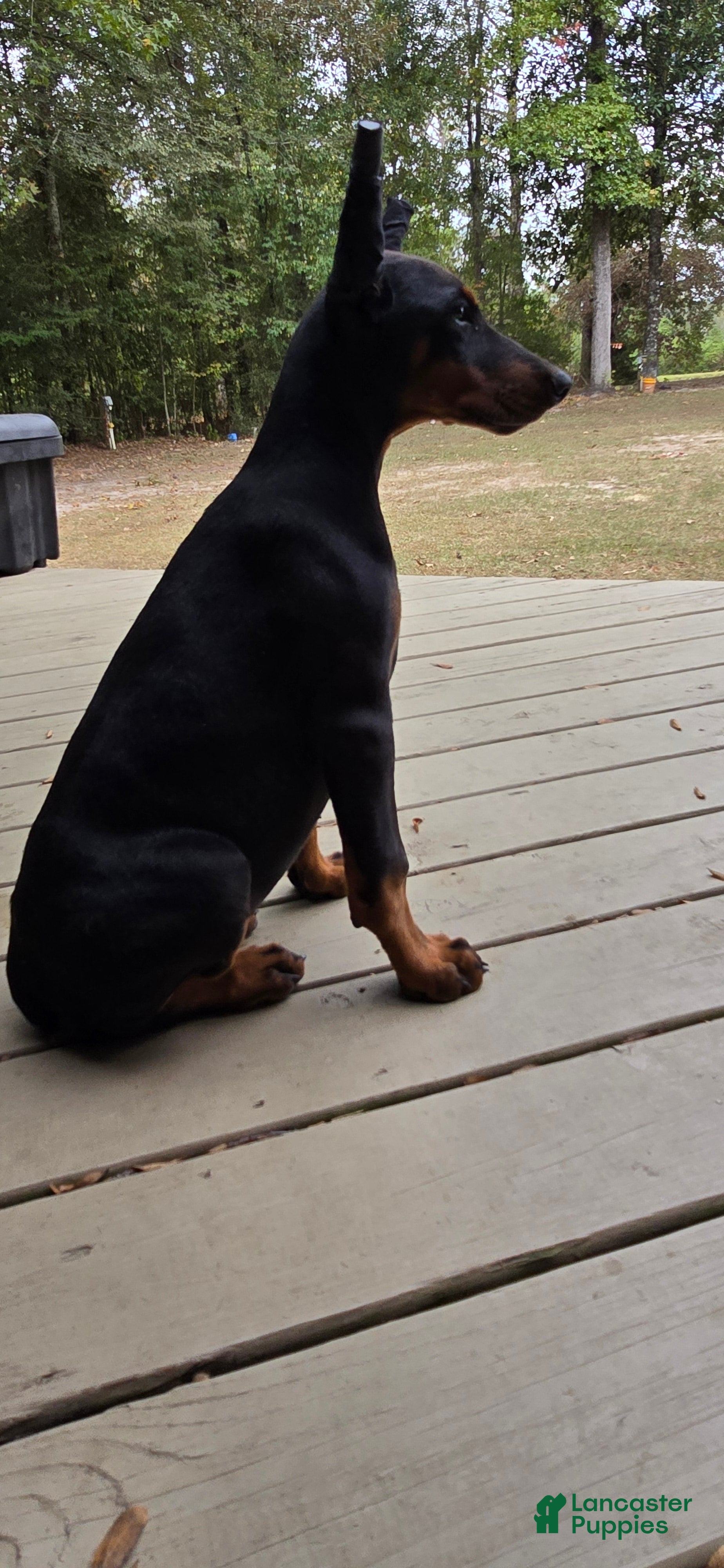 Doberman Pinscher dogs Bella - Ad 5