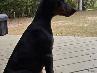 Doberman Pinscher dogs Bella - Ad 9