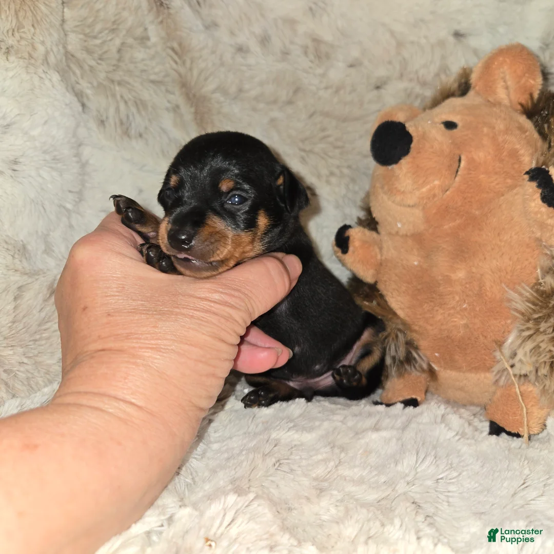 Miniature Pinscher dogs for sale: Miniature Pinscher Puppy 3 - Ad 1